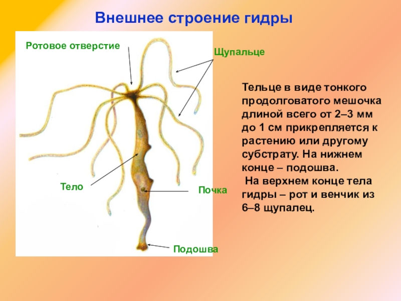 Кракен 2024 сайт